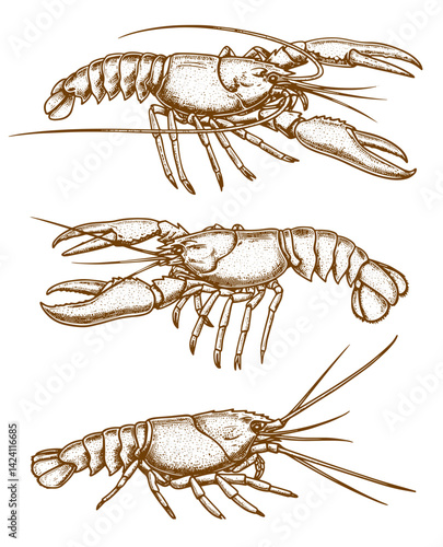 Lobster sea animal engraving vector illustration. Ink sketch of lobster.