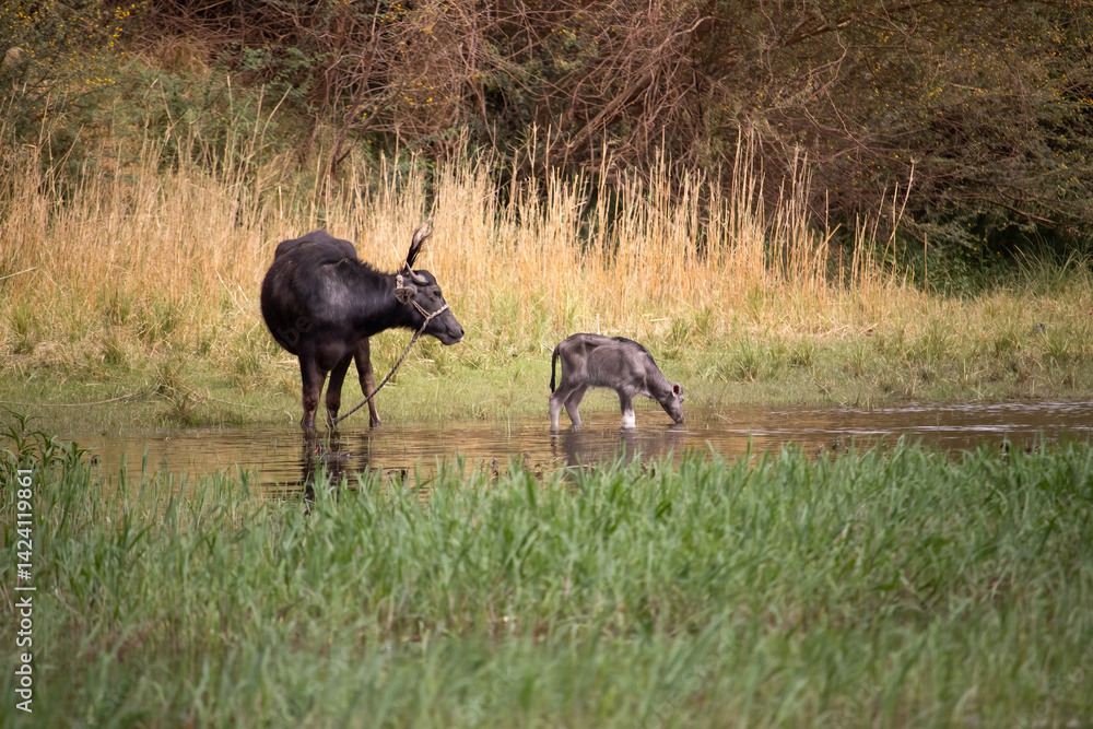 Naklejka premium Domestic water buffalo with calf near river Nile in Aswan, Egypt