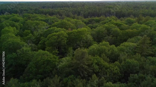 Flying over the canopy of a rural forest and then over a marsh at sunset during the spring.