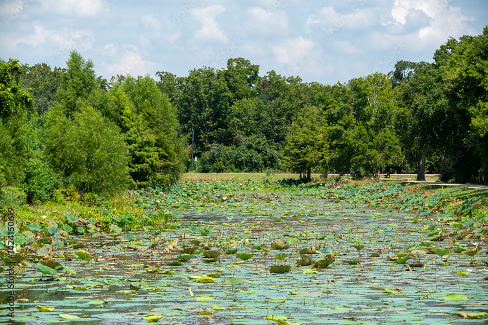 Brazos Bend State Park in Texas