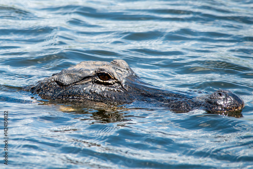 Obraz na płótnie American Alligator w salonie