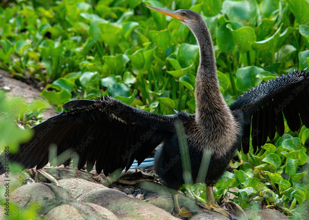 Anhinga drying its wings