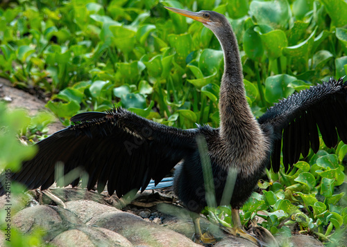 Obraz na płótnie Anhinga drying its wings w salonie