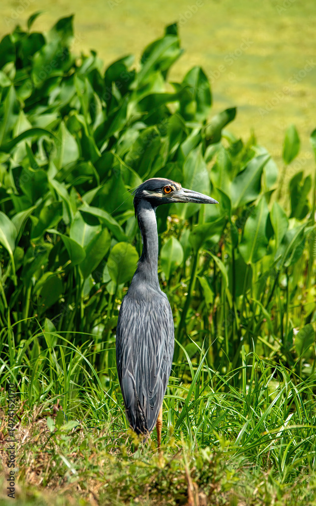 Yellow-crowned night heron at Brazos Bend State Park, Texas