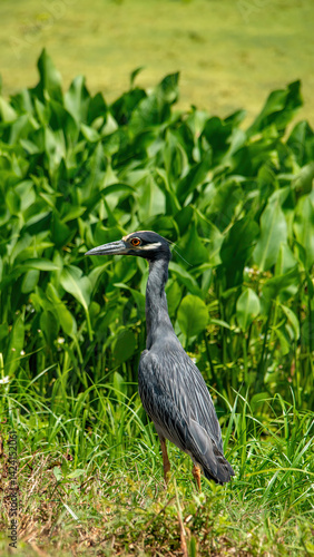 Obraz na płótnie Yellow-crowned night heron at Brazos Bend State Park, Texas w salonie