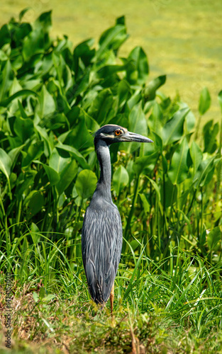 Yellow-crowned night heron at Brazos Bend State Park, Texas