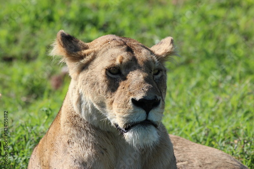 Photography lion