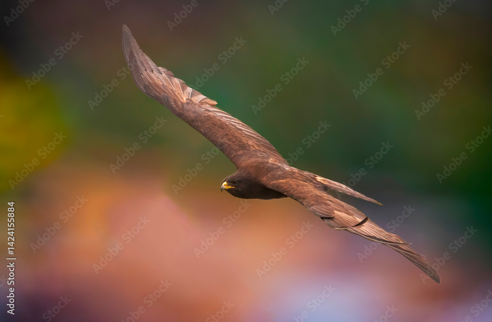 Fototapeta premium The Black Eagle Ruler of the High Cliffs