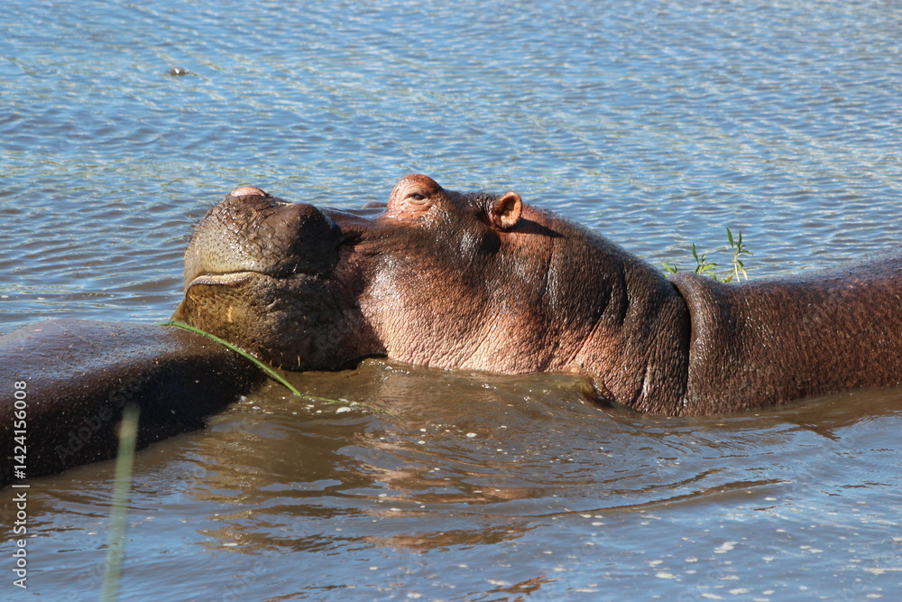 Fototapeta premium hippo