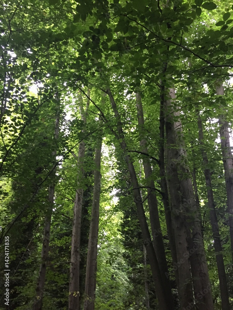 Fototapeta premium Forest trees stand tall in abundance