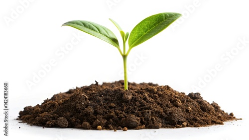 Wallpaper Mural Young Plant Sprout, Soil, Growth, Nature, Seedling, Botany, Photography,  Green Shoot,  Emerging Life,  New Beginning, Plant Photography,  Close Up, Macro,  Detailed,  High   Torontodigital.ca