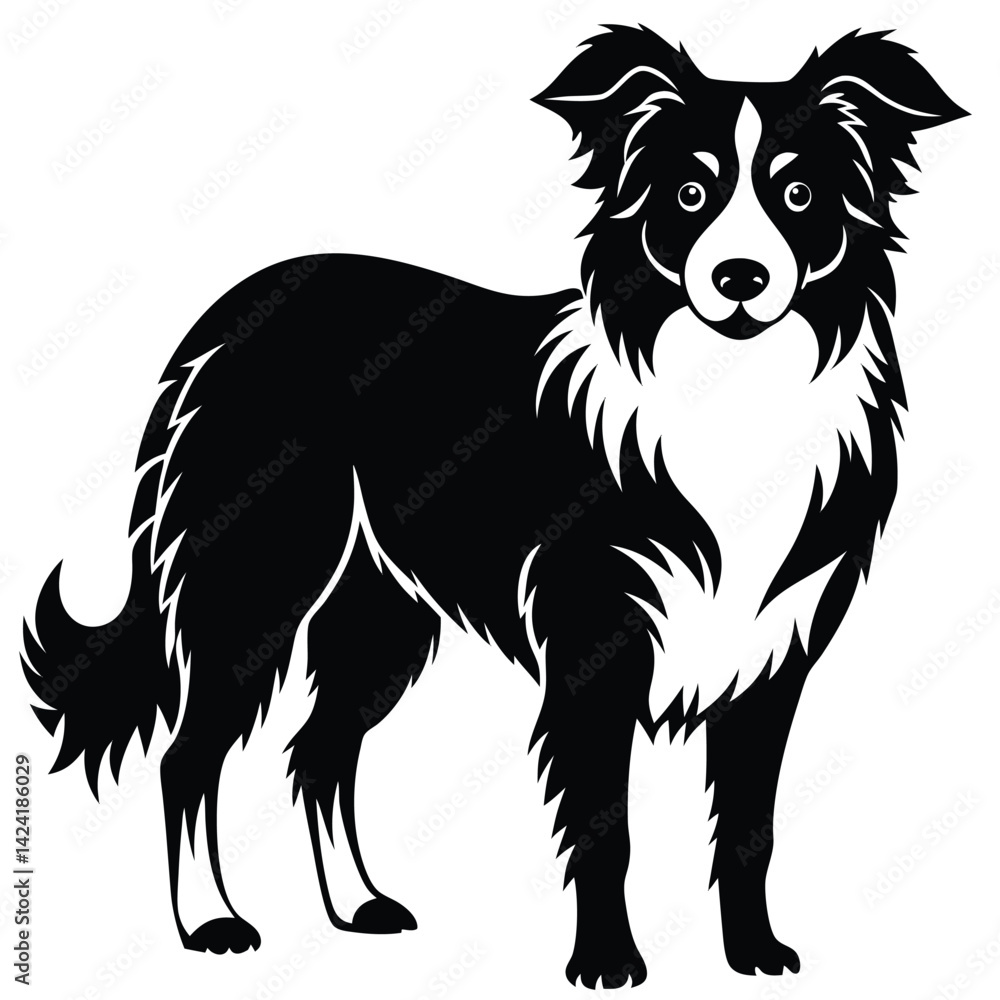 boorder collei vector boorder collei vector