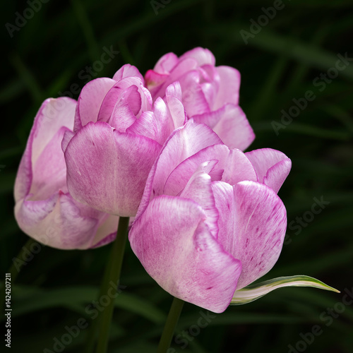 Three pink tulips