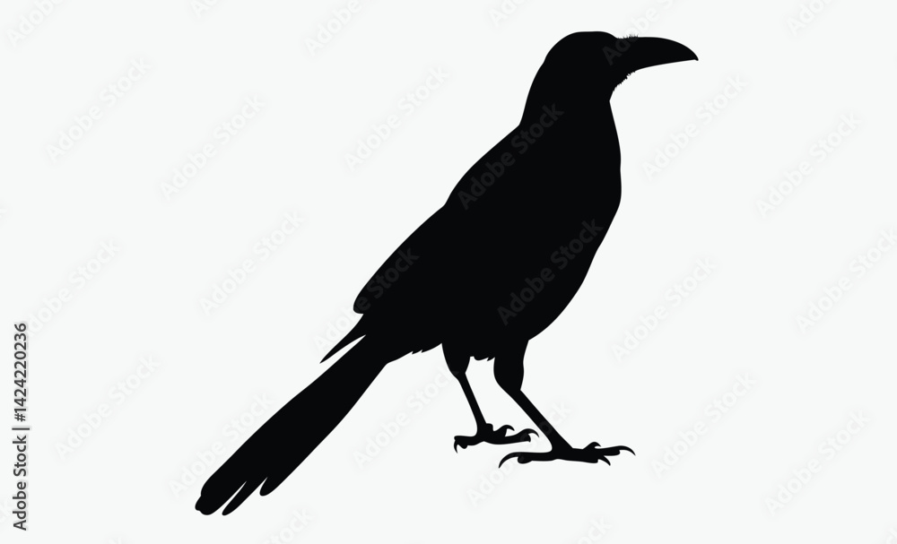 Obraz premium Raven silhouette, bird vector, black illustration