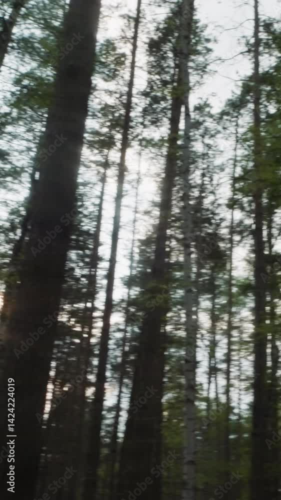 Picturesque forest at dawn. Sun shines between dark trunks of tall trees with green leaves. Wooded area under clear sky in warm weather low angle shot Picturesque forest at dawn. Sun shines between dark trunks of tall trees with green leaves. Wooded area under clear sky in warm weather low angle shot