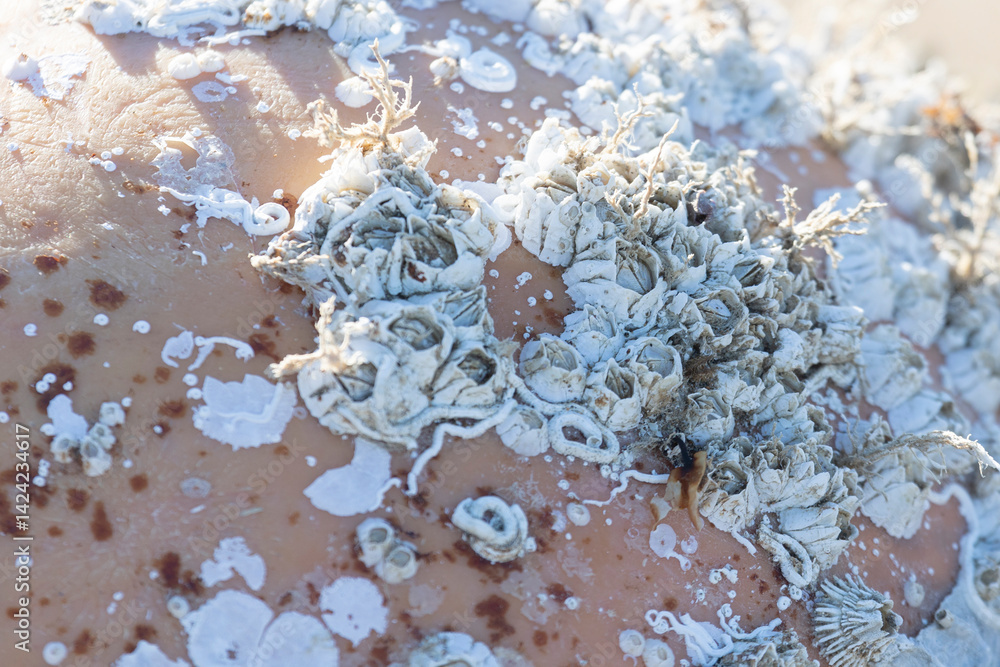 Large colony of Balanus on a rock, close-up
