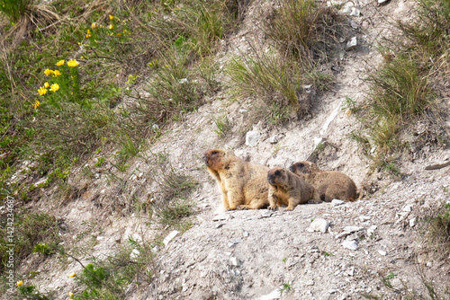 Two marmots stand near a hole