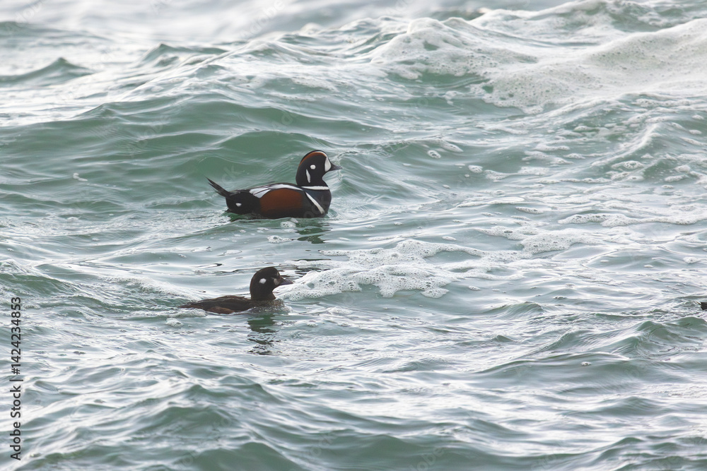 Two Harlequin ducks swim in the sea