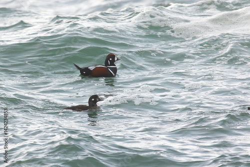 Two Harlequin ducks swim in the sea