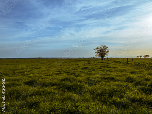 Lonely tree in wide green pasture under blue sky
