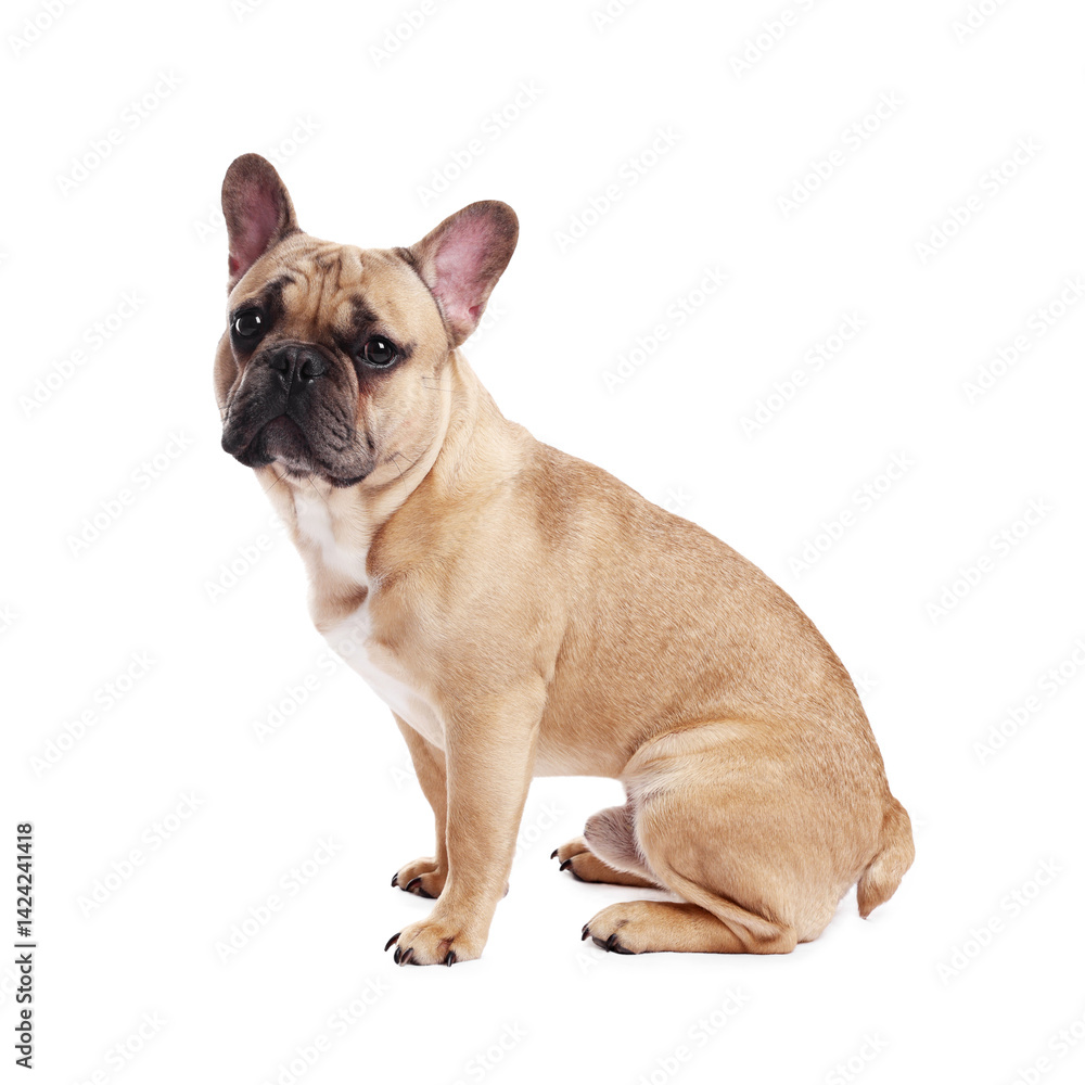 Fototapeta premium Adorable French bulldog dog sitting on white background