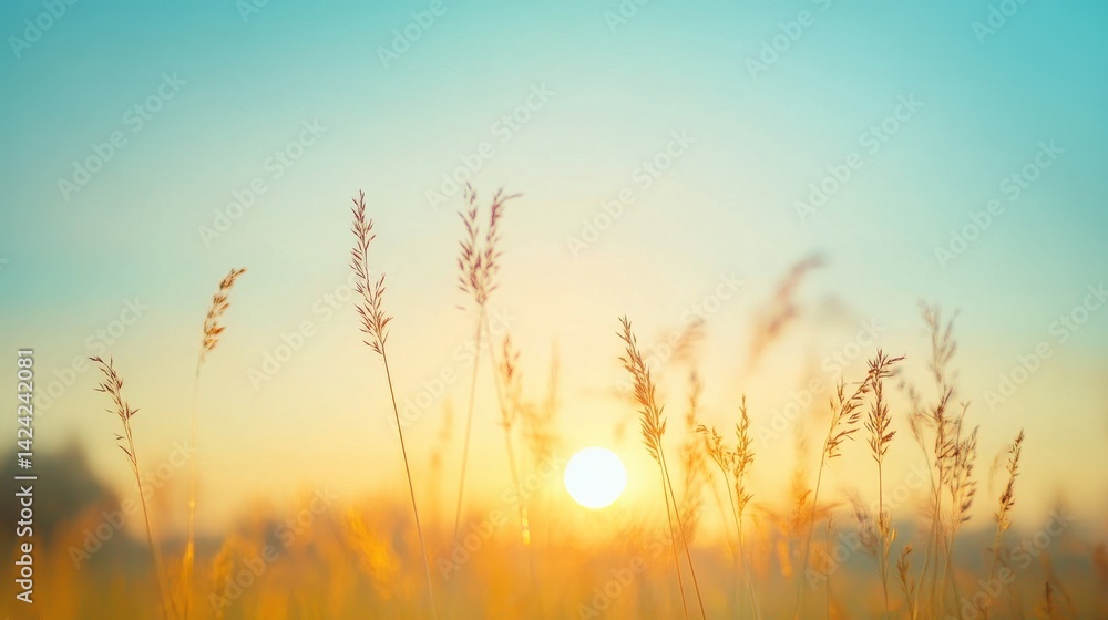 Golden Sunset Meadow Grass Landscape Golden Sunset Meadow Grass Landscape