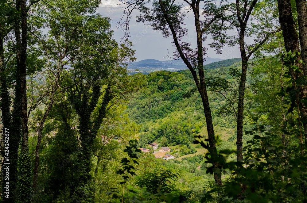 Fototapeta premium Vue sur une vallée verdoyante à travers les arbres
