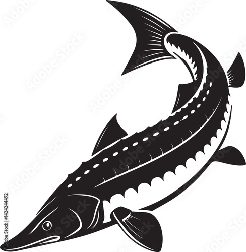 sturgeon freshwater fish line art silhouette vector illustration and Sturgeon fish hand drawing engraving style clip art sturgeon predator fish vector Sturgeon fish black and white icon