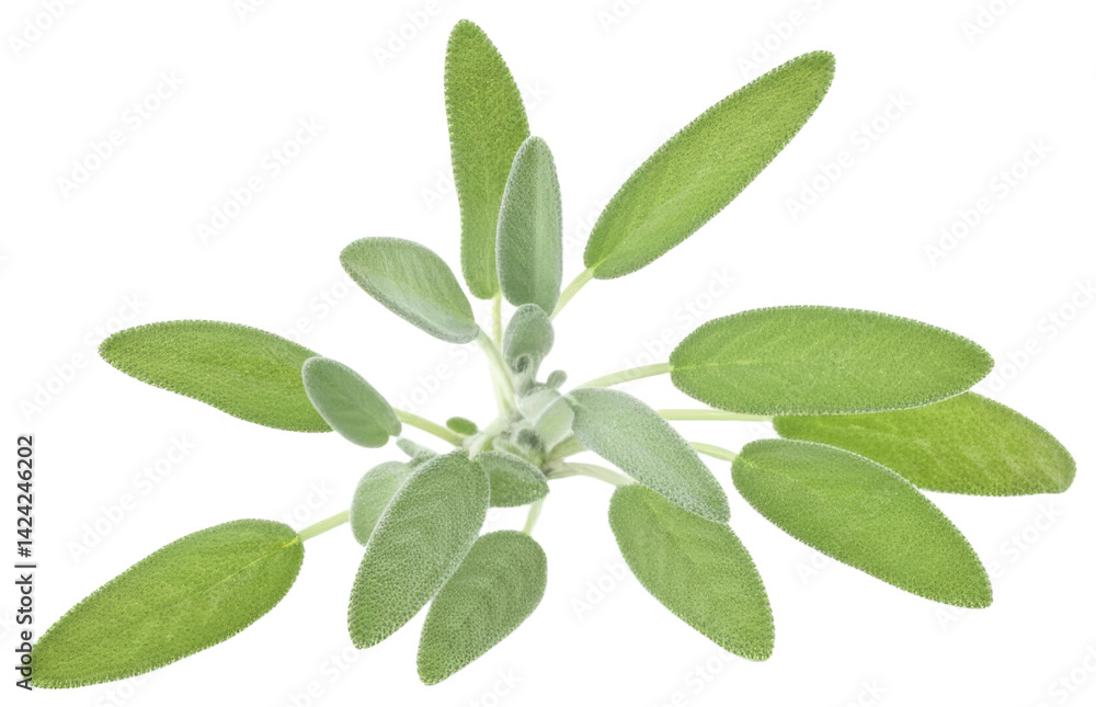 Fresh Sage Sprig Isolated on White, transparent background png Fresh Sage Sprig Isolated on White, transparent background png