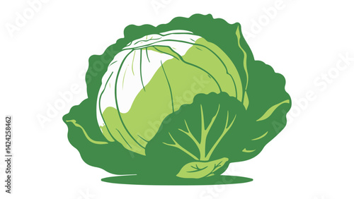 cabbage isolated on white background, green cabbage vector illustration
