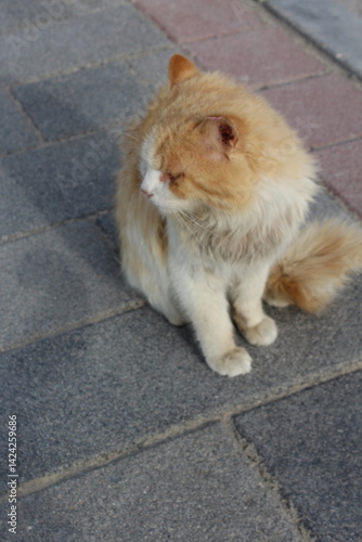 footage of the city of dammam in Corniche, and The cat, located in eastern Saudi Arabia on the Arabian Gulf