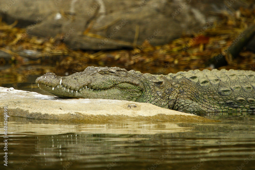Fototapeta premium Image of crocodile lying on rock in lake.