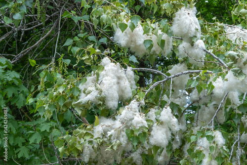 Fotografie Pile of white poplar fluff on branches close-up