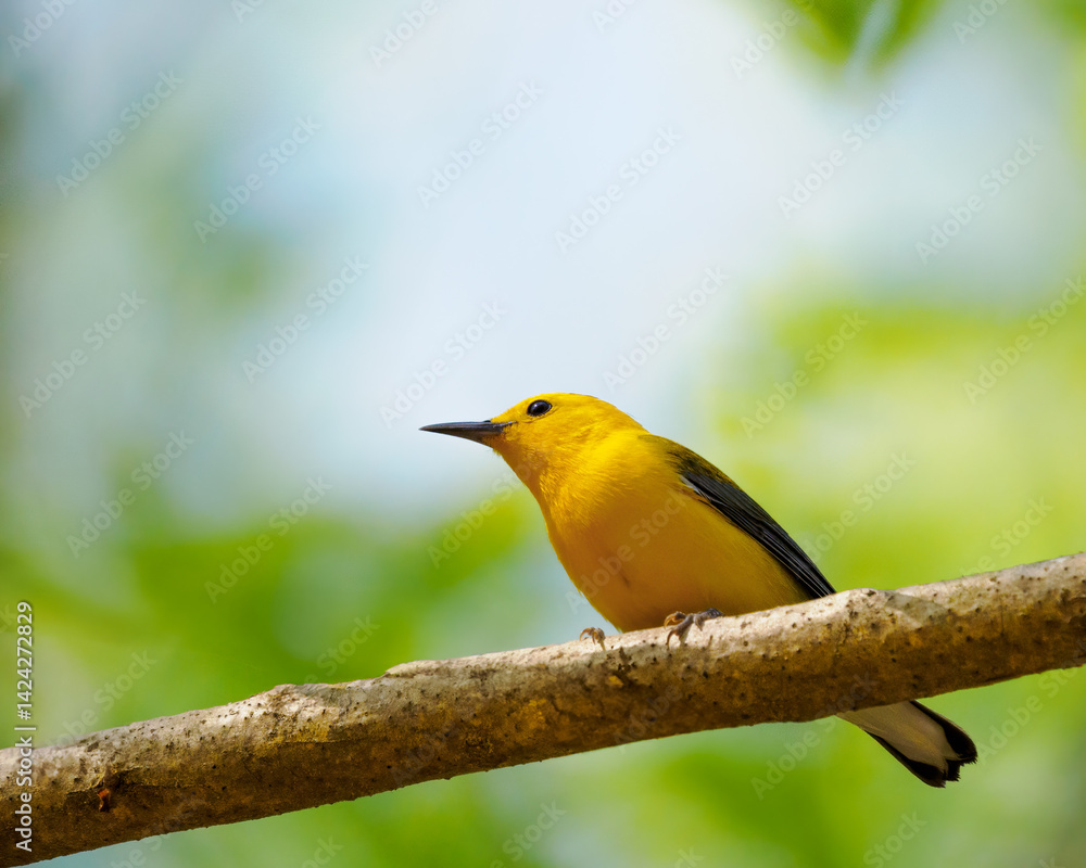 Prothonotary Warbler Close Up Prothonotary Warbler Close Up