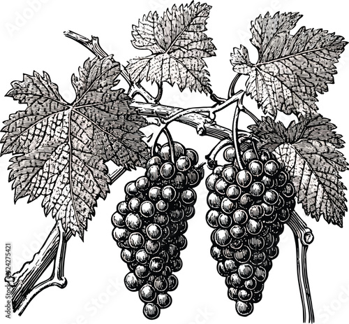 A ripe bunch of purple grapes, a fresh fruit from the vineyard, hangs on the green grapevine in autumn