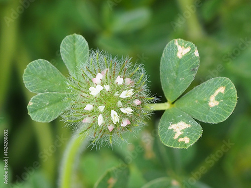 Hairy Trefoil (Trifolium cherleri)