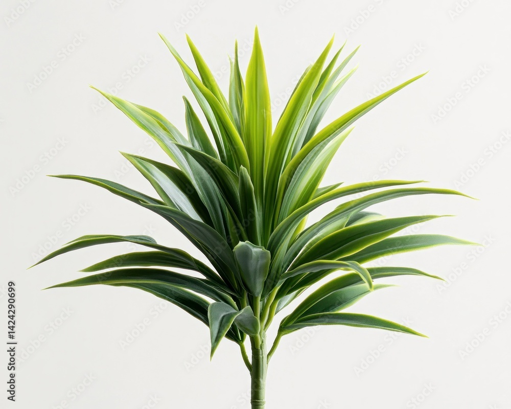 Fototapeta premium Plant Green leaves radiate