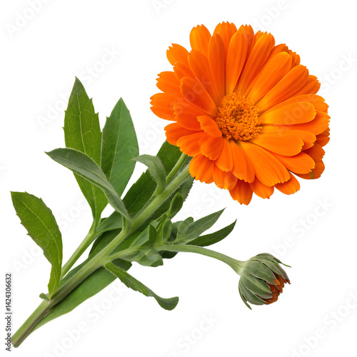 Orange marigold flower with green leaves isolated on transparent background. 