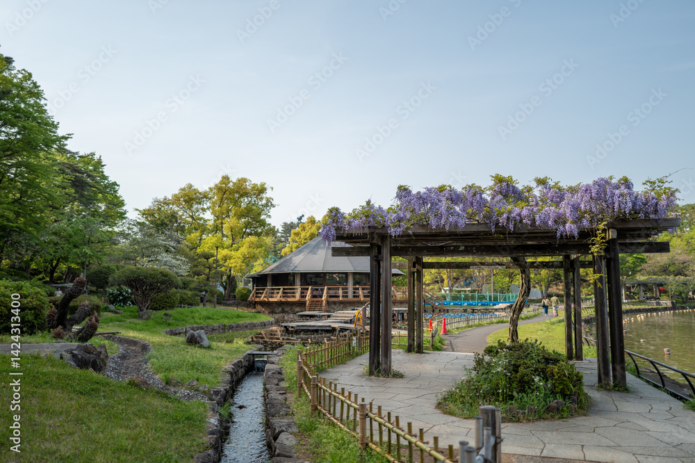 千葉公園 藤棚 4月 千葉公園 藤棚 4月