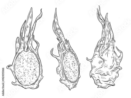 Vector set dragon fruit. Hand drawn pitahaya illustration, black and white graphics. Dragon fruit whole and half, fragment. Tropical fruit, exotic food. Design and typography.