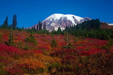 Fototapete Krankenhaus Buntes Herbstlaub am Mount Rainier  © Claudia