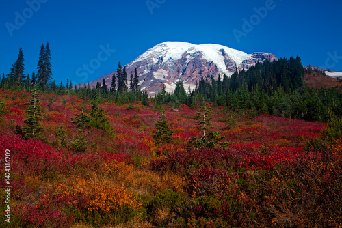 Stunning, colorful fall foliage at Mt. Rainier National Park in Washington state
