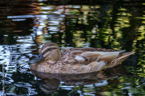 A duck at the Willowbank Wildlife Reserve