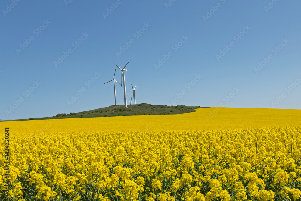 A sea of bright yellow rapeseed (Brassica napus) flowers in full bloom create a striking contrast to the clear, azure sky above. A sea of bright yellow rapeseed (Brassica napus) flowers in full bloom create a striking contrast to the clear, azure sky above.