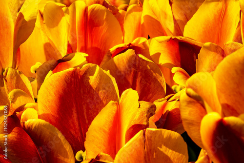 Closeup of redish-orange tulip blooms in the tulip fields in the Skagit Valley, WA. It was at the height of the spring bloom during the tulip festival.