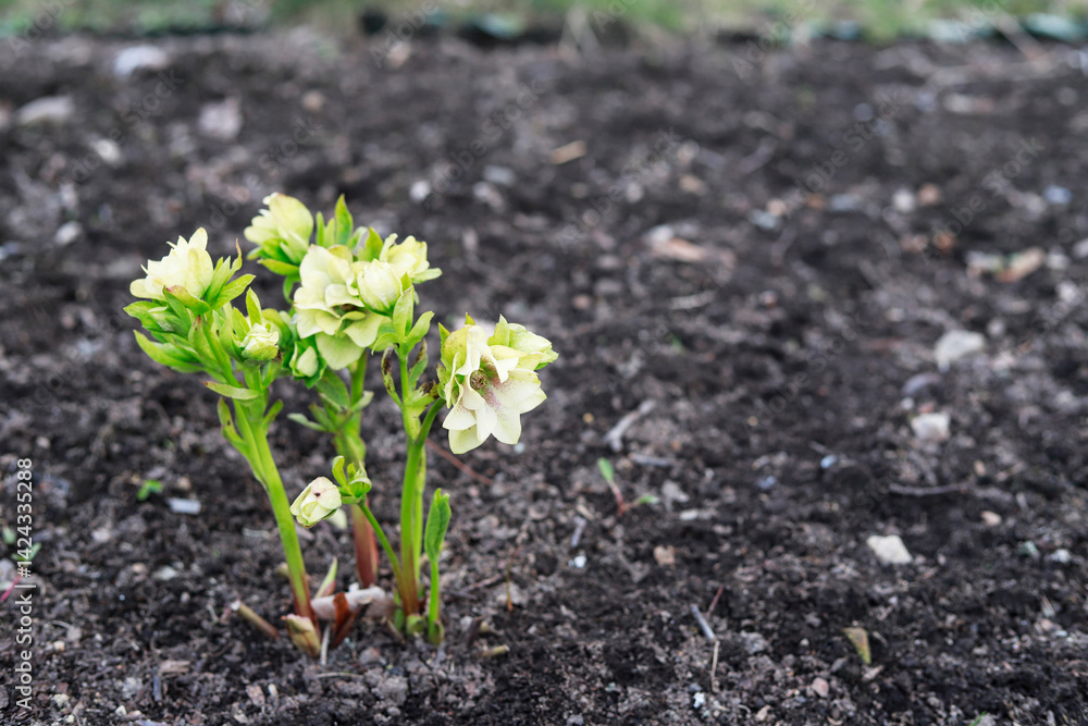 Yellow hellebore flowers (helleborus orientalis) in the garden.