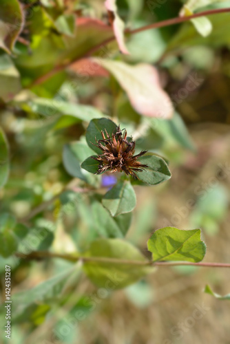Obraz na płótnie Blue Leadwort seed head (scientific name Ceratostigma plumbaginoides) w salonie