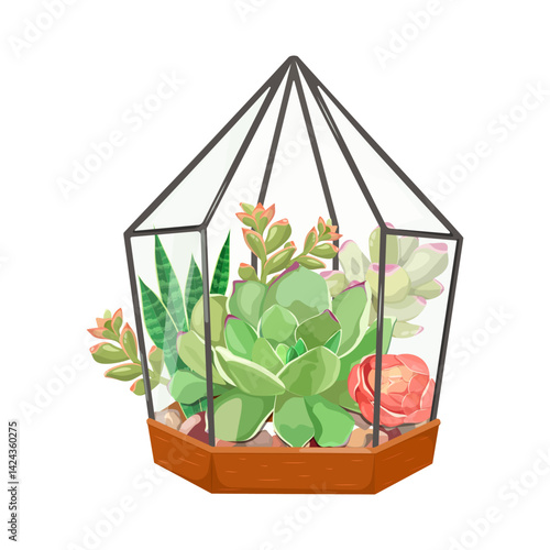 Green, red echeveria succulent cactus in decorative greenhouse . Houseplant on isolated background. Vector illustration.