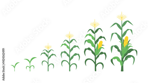 Corn Development: Witness the captivating evolution of corn, from a tender seedling to a mature plant bearing golden ears of corn, a testament to nature's bounty.