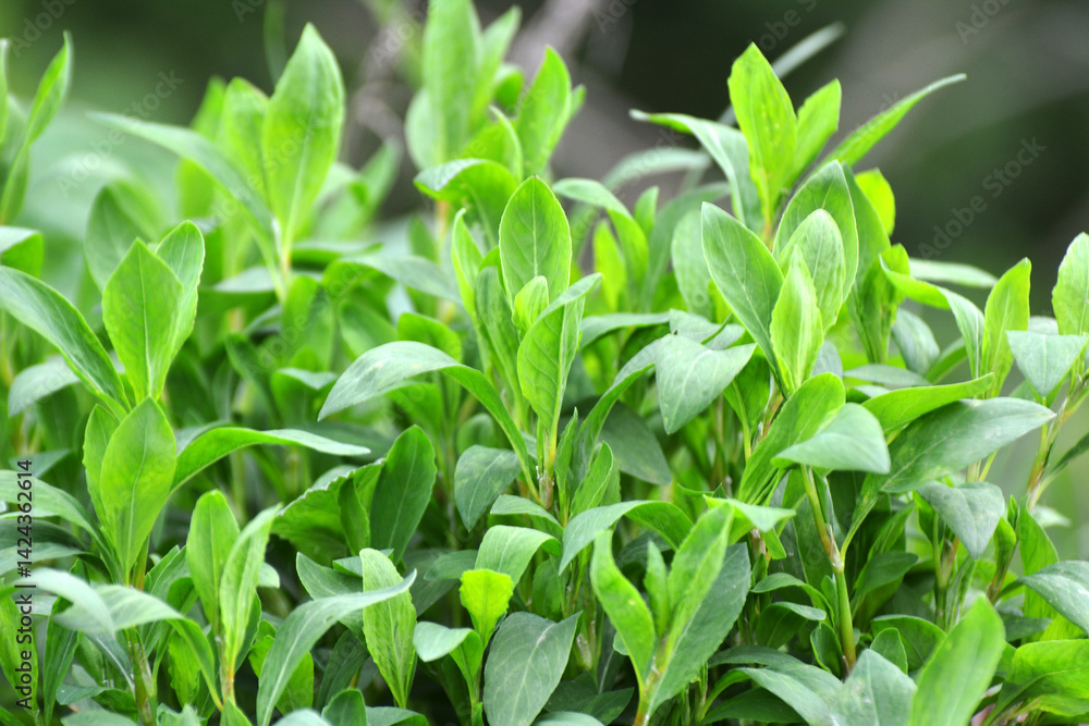 The grass Polygonum aviculare grows in nature The grass Polygonum aviculare grows in nature